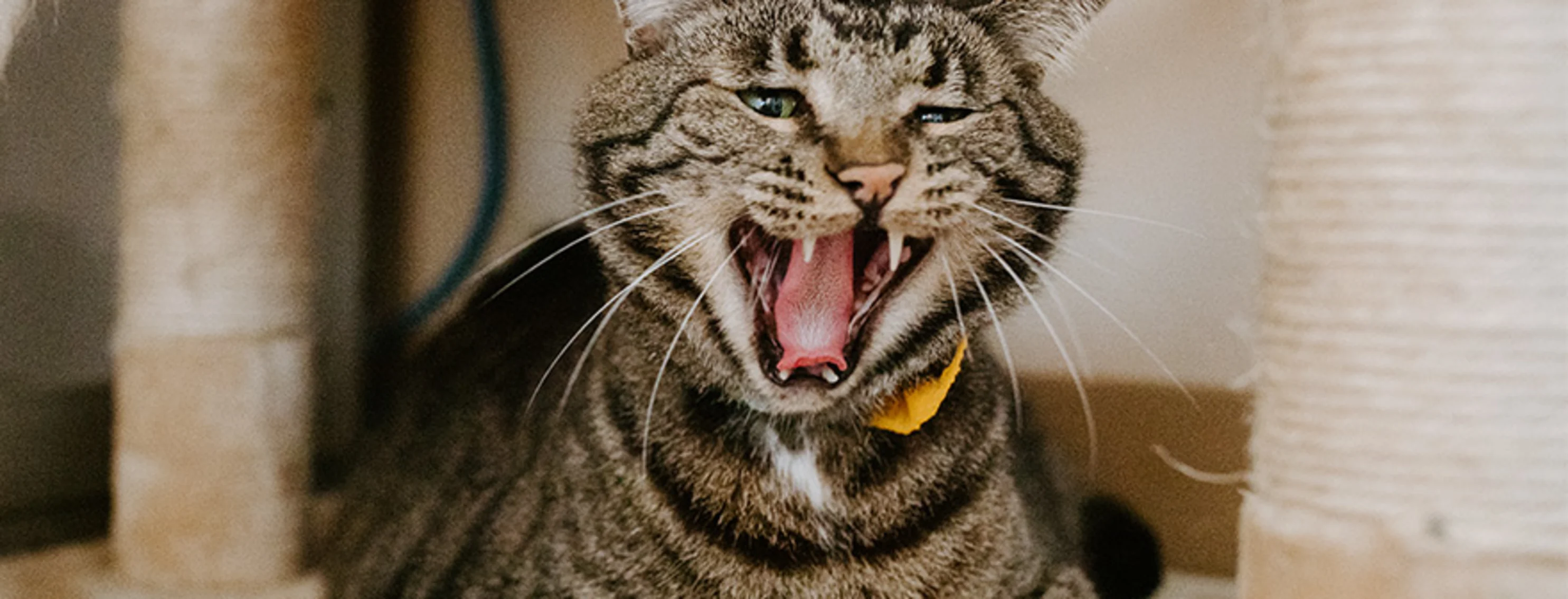 tabby on cat condo yawning
